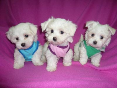 Piccoli  cuccioli maltese disponibili.