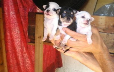 CHIHUAHUA PELO CORTO