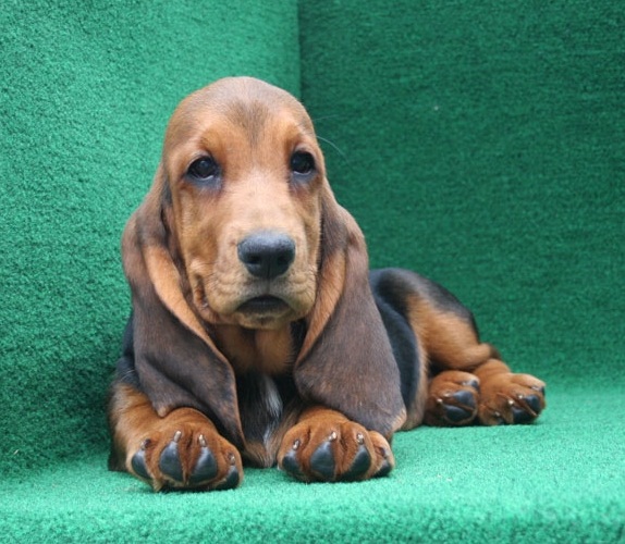  BELLO Basset Hound CUCCIOLI MASCHI E FEMMINE per adozione Bello Basset Hound , Maschio e femmina,  
