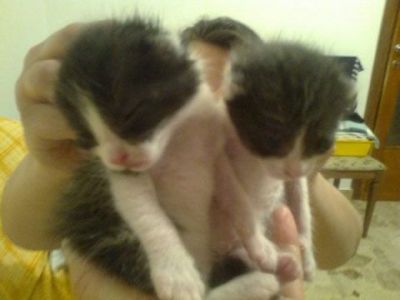 Mici cuccioli da prenotare