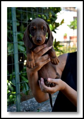 Bassotto cucciolo pelo corto cioccolato
