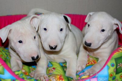 Cuccioli di Bull Terrier anche miniature