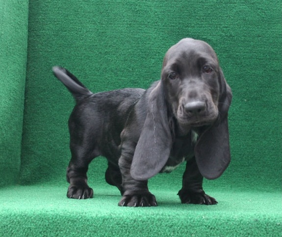  BELLO Basset Hound CUCCIOLI MASCHI E FEMMINE per adozione Bello Basset Hound , Maschio e femmina,  