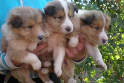 PASTORE SCOZZESE COLLIE