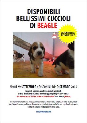 Cuccioli di Beagle con pedigree