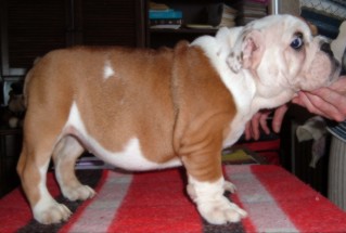 bulldog inglesi cuccioli