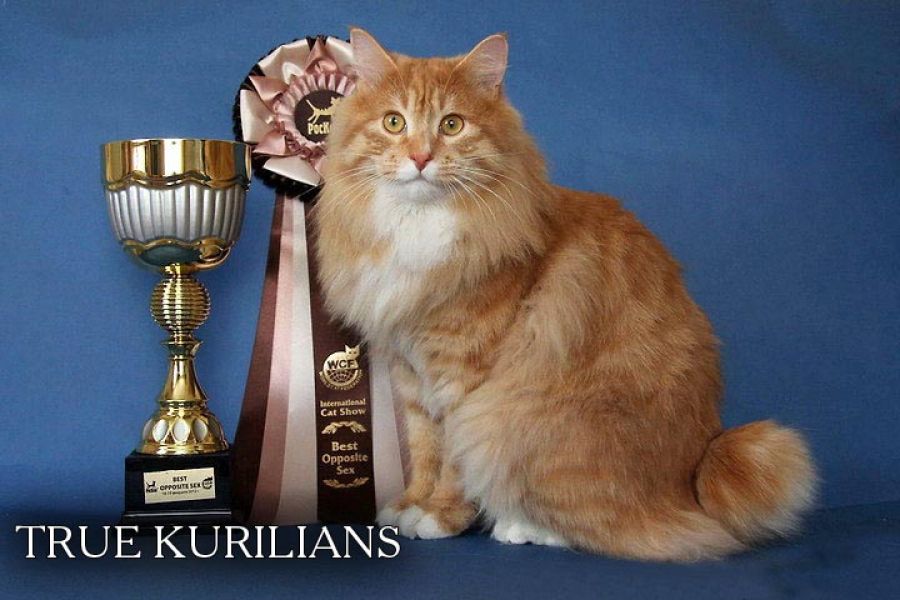 Cuccioli di Kurilian Bobtail