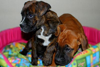 Cuccioli di Boxer