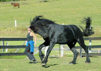 due cavalli Frisone occasione 