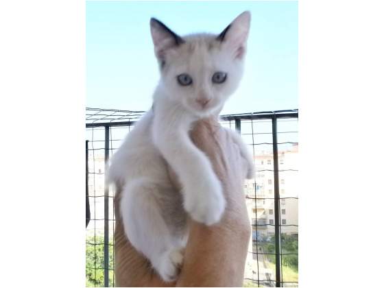 PIUMINO gattino dolcissimo