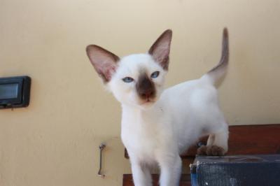 Cat sitter esperta per Milano e provincia