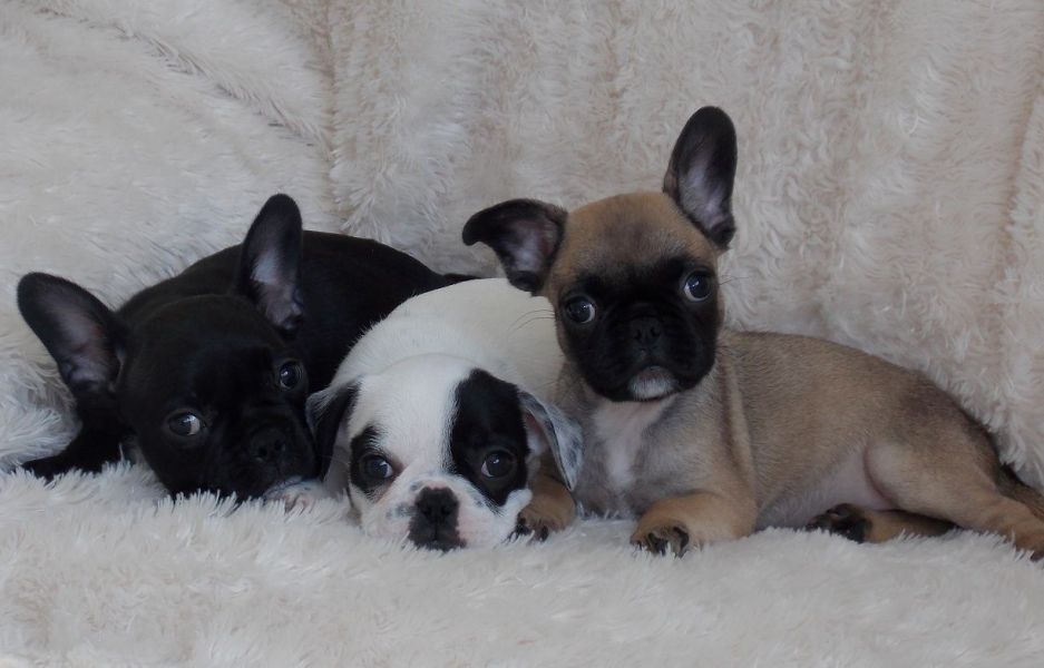 Cuccioli di Bulldog Francese per l'adozione
