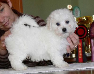 Bella cuccioli maltese per l'adozione