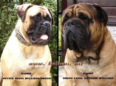 BULLMASTIFF cuccioli