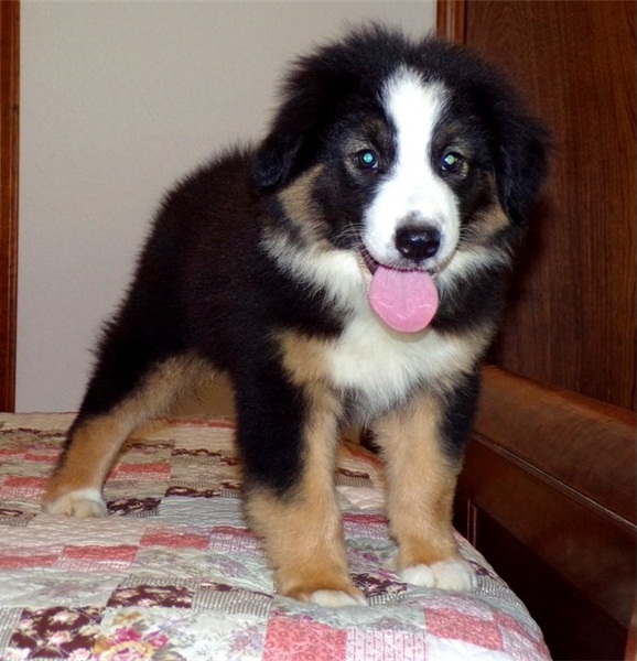 Disponibili cuccioli di pastore australiano per adozione i cuccioli verranno consegnati con microchi