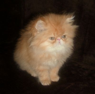 Cuccioli di Persiano Ipertipico