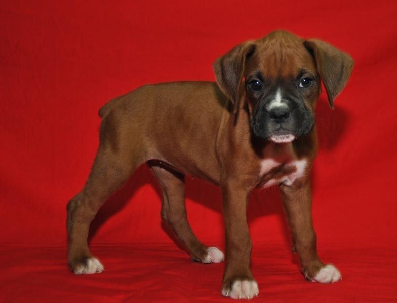 REGALO Estremamente carino cuccioli di boxer per l'adozione Sono a casa sollevati e vasino addestrat