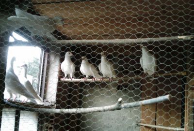 COLOMBI VIAGGIATORI BIANCHI NOVELLI MATRIMONI