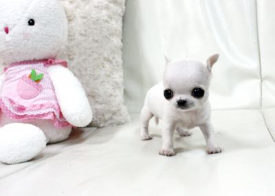 disponibili cuccioli di chihuahua maschio e femmina per l'adozione