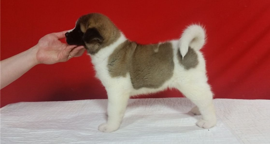REGALO AKITA INU CUCCIOLI MASCHIO E FEMMINA Disponibili cuccioli , Ottima genealogia, Caratteri sple