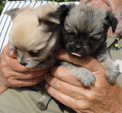 Chihuahua maschi pelo lungo