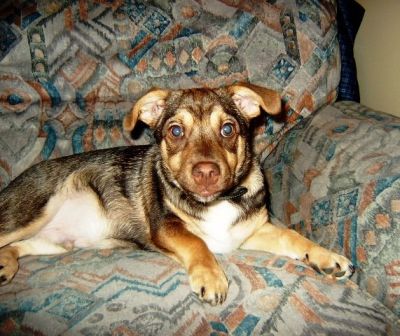 Lupino non mi tengono perch� c'� la crisi