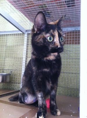 Micia Virgola cerca casa