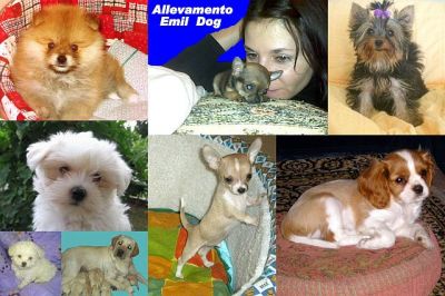 Allevamento cuccioli razza CHIHUAHUA, MALTESE,SPITZ VOLPINI