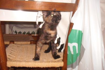 Luce gattina ad Agrigento