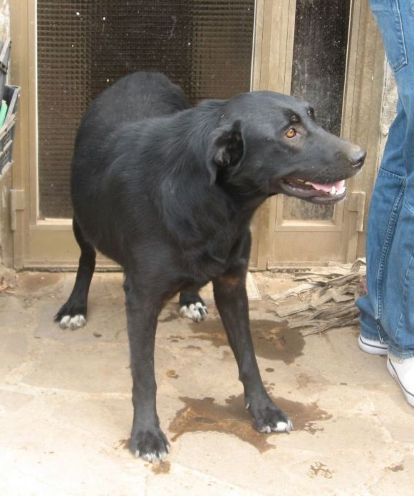 Lusy, giovanissima derivato labrador nera