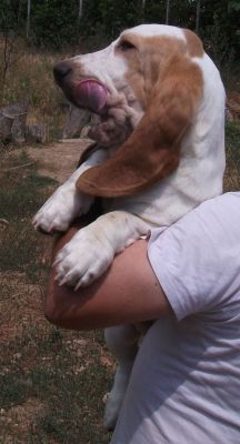 Cuccioli bassethound 