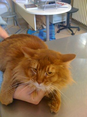 Micio Muni cerca casa