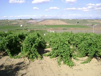 Azienda agricola coltivata a vigneto (nuovi impianti)