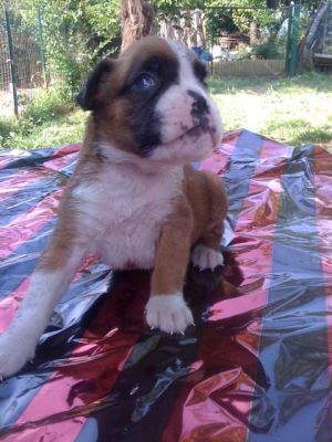 Regalo Due Bella Cuccioli Boxer..