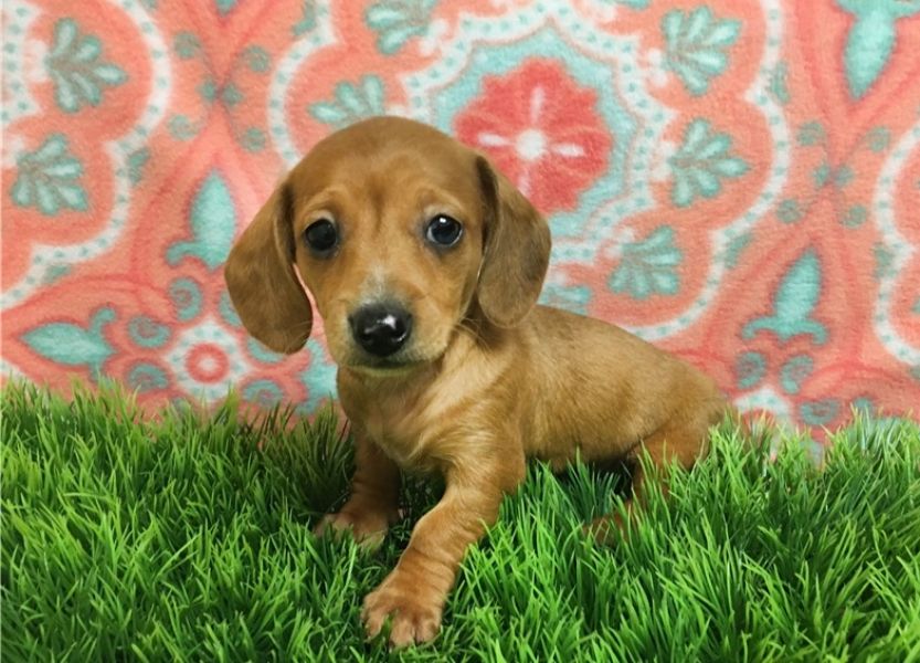  Regalo adorabili cuccioli  bassotto femminucce e maschietti disponibili gratuita i cuccioli sono va