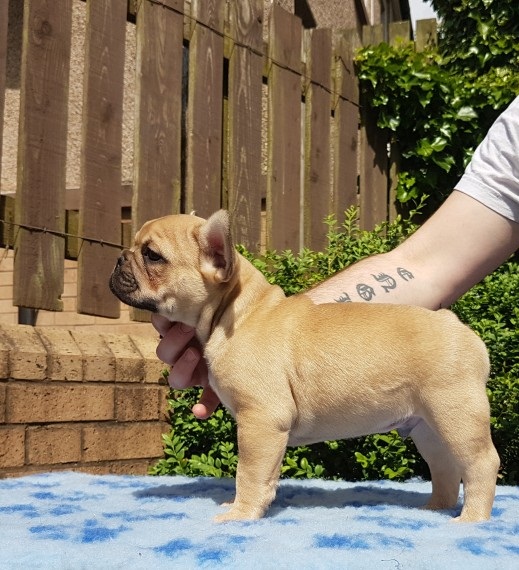 Cuccioli di Bulldog Francese per l'adozione