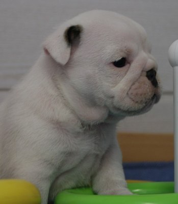 Cuccioli bulldog inglese bellissimi
