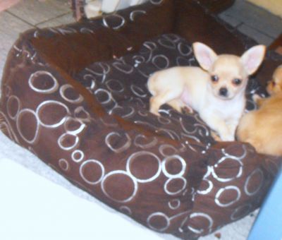 CHIHUAHUA TOY: D.O.C.