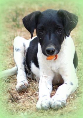 Gin cucciolo superdolce