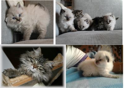 CUCCIOLI DI GATTO SIBERIANO IPOALLERGENICO - GATTINI DISPONIBILI