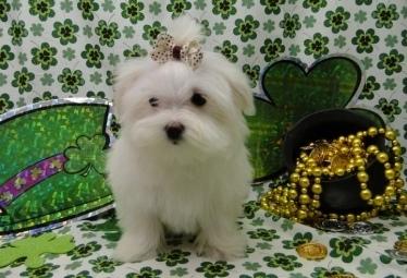 Regalo Mini Toy Cuccioli di Maltese ! !    