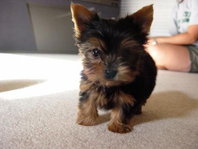 Yorkshire Terrier
