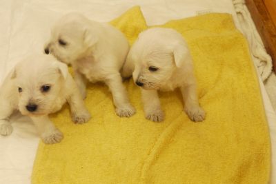SCHNAUZER NANO BIANCO