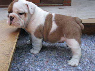  MAESTOSO CUCCIOLI DI BULLDOG INGLESE