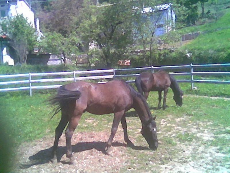 Cavallo a mezza fida offro