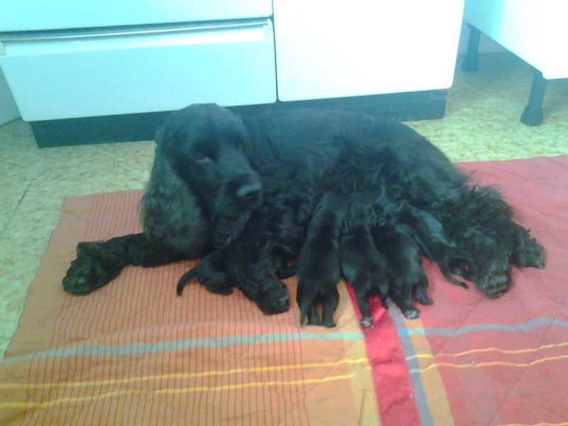 Cocker spaniel inglese