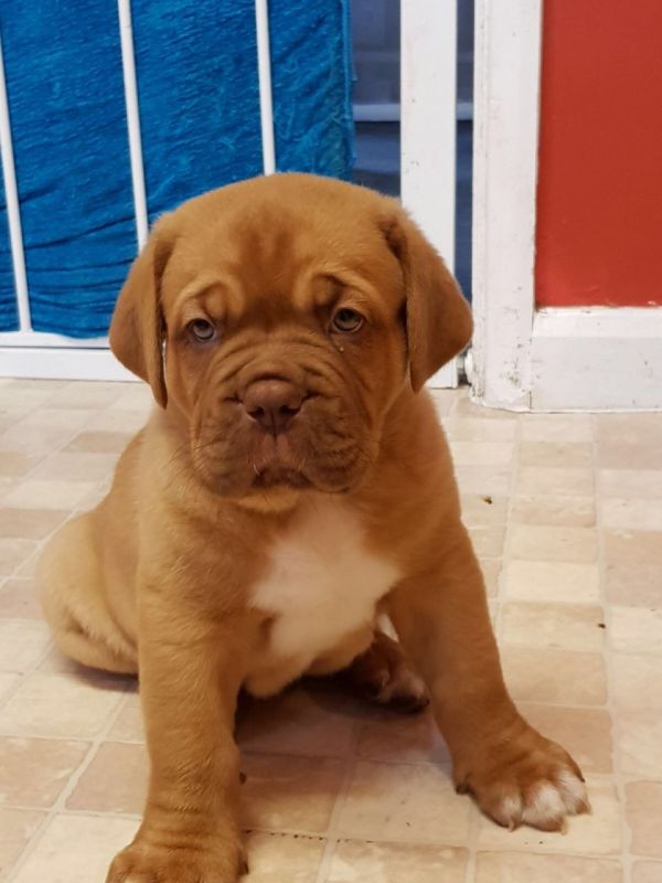REGALO Bellissimi maschi e femmine dogue de bordeaux cuccioli Abbiamo disponibili cuccioli di dogue 