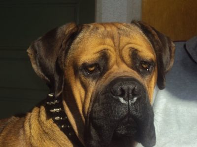 Cuccioli cane corso disponibili 2 mesi  favolosi