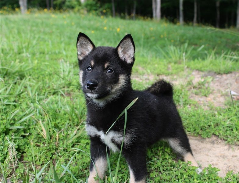 REGALO Cuccioli Shiba Inu cuccioli Shiba Inu maschio e femmina disponibile. Tutti i documenti sono d