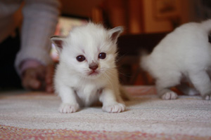 cuccioli sacri di birmania